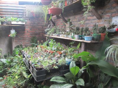 Emily's mom sells plants from their family farm out of their home in town
