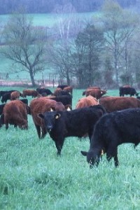 Grazing1-200x300