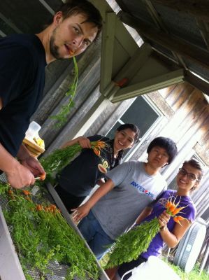 Carrots