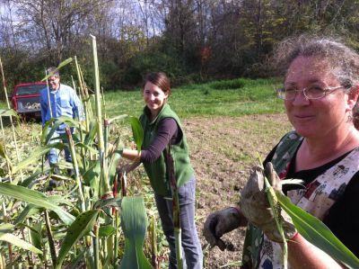 Dale and Volunteers Harvest Sorghum