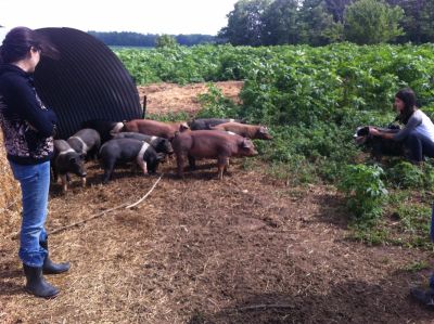 Gunthorp pigs
