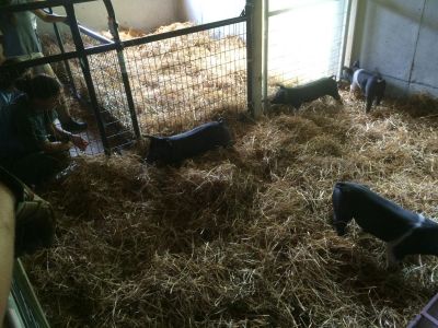 Pigs arrived