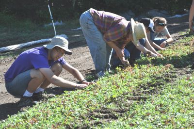 SG-Weeding lettuce