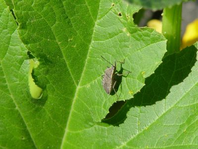 Squash bug adult2