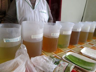 With fresh herbs from the market, Alicia prepares many different teas, or mates.